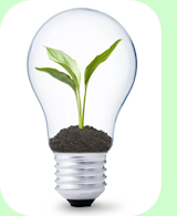 Sustainable Lightbulb with Green Plant